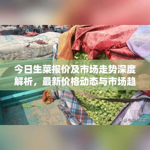 今日生菜報價及市場走勢深度解析，最新價格動態(tài)與市場趨勢一網(wǎng)打盡