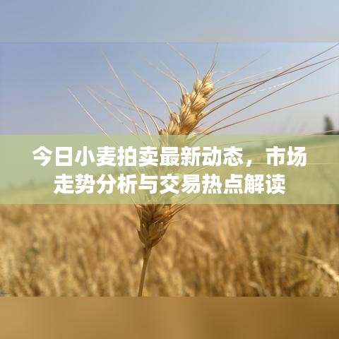 今日小麥拍賣最新動態(tài)，市場走勢分析與交易熱點解讀