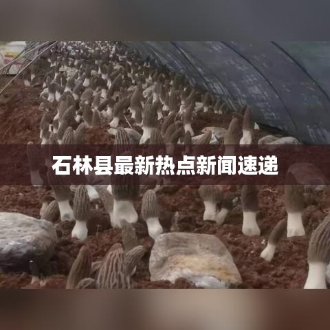 石林縣最新熱點新聞速遞