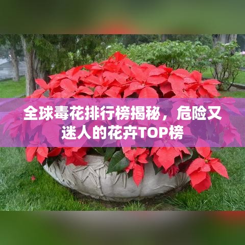 全球毒花排行榜揭秘，危險(xiǎn)又迷人的花卉TOP榜