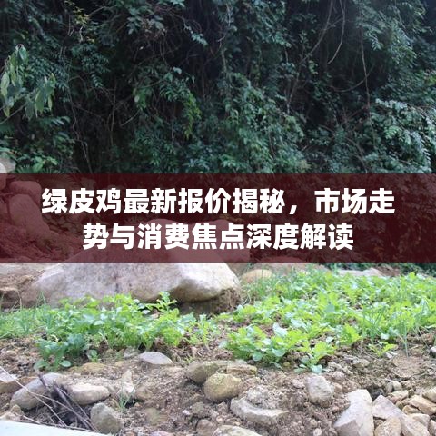 綠皮雞最新報價揭秘，市場走勢與消費焦點深度解讀