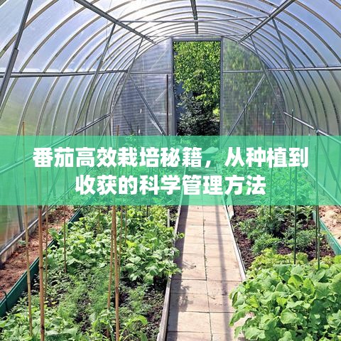 番茄高效栽培秘籍，從種植到收獲的科學(xué)管理方法