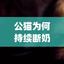 公貓為何持續(xù)斷奶？原因、后果及解決方法大解析！