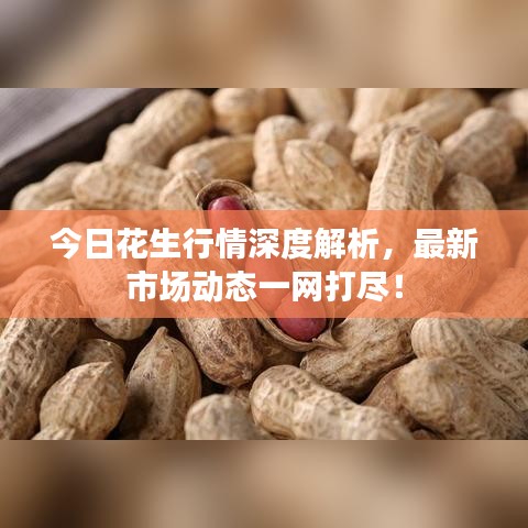 今日花生行情深度解析，最新市場動態(tài)一網(wǎng)打盡！