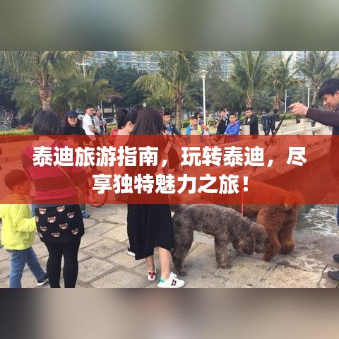泰迪旅游指南，玩轉(zhuǎn)泰迪，盡享獨特魅力之旅！