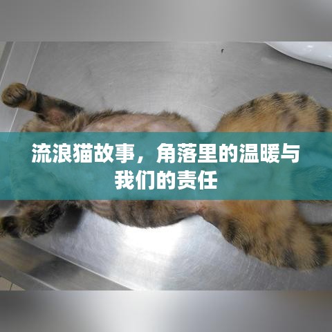 流浪貓故事，角落里的溫暖與我們的責(zé)任