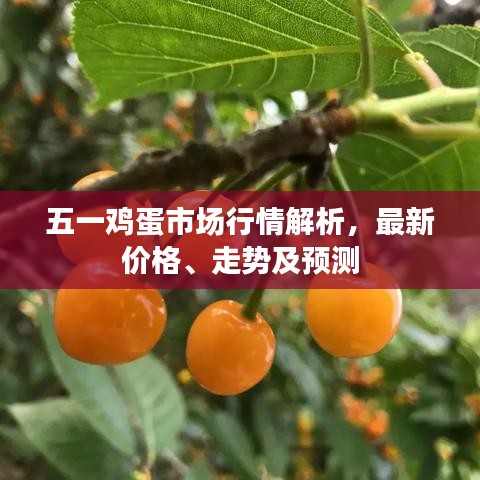 五一雞蛋市場行情解析，最新價(jià)格、走勢及預(yù)測