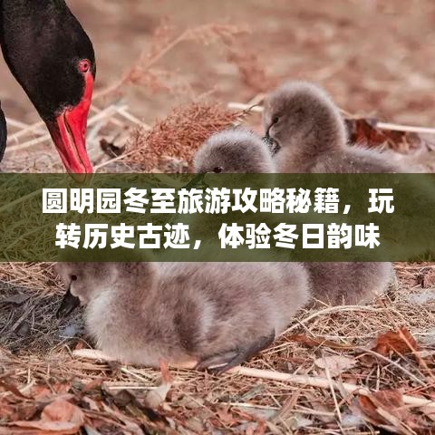 圓明園冬至旅游攻略秘籍，玩轉(zhuǎn)歷史古跡，體驗冬日韻味