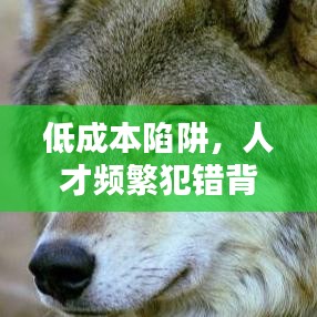 低成本陷阱，人才頻繁犯錯背后的原因揭秘