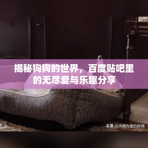 揭秘狗狗的世界，百度貼吧里的無盡愛與樂趣分享