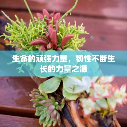 風韻猶存 第2頁