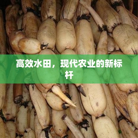 高效水田，現(xiàn)代農(nóng)業(yè)的新標(biāo)桿